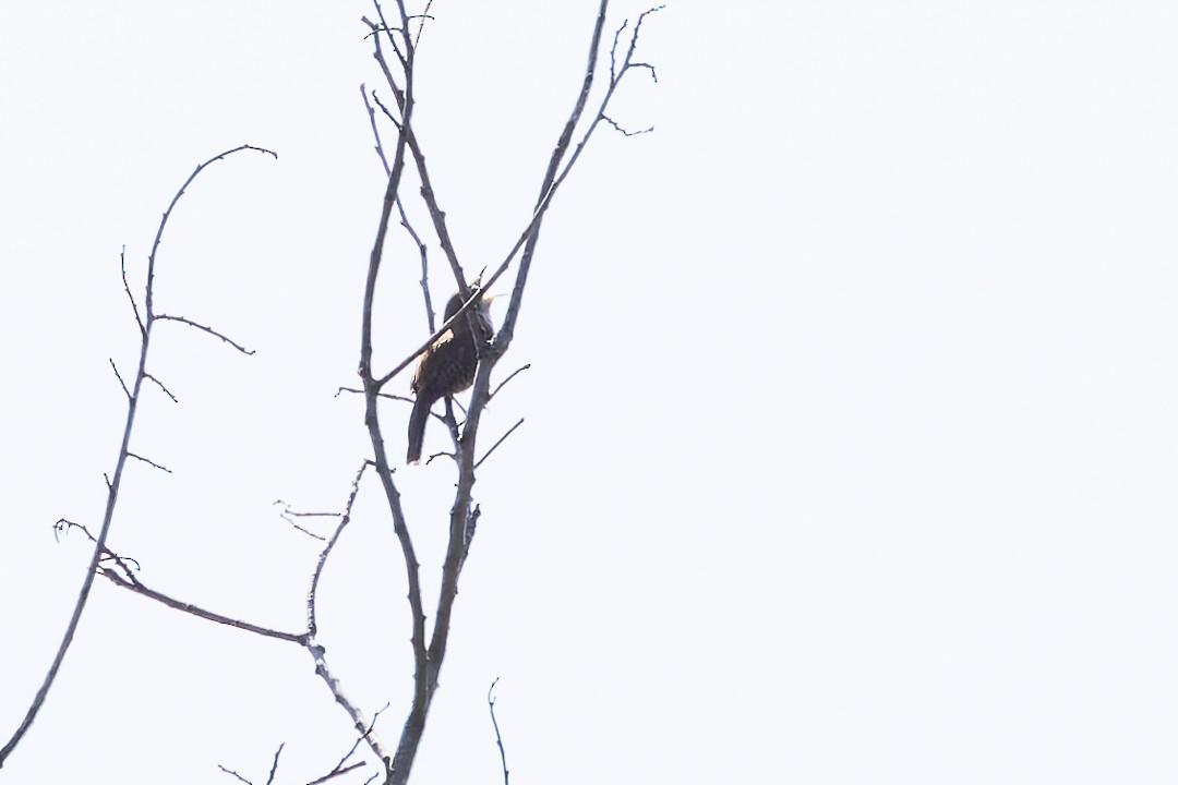 House Wren - Sheri Minardi