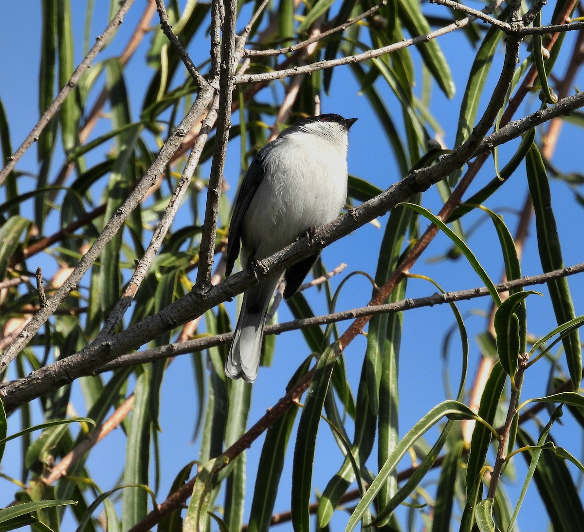 Black-capped Warbling Finch - Cecilia Gosso