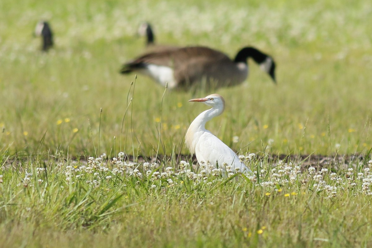 Western Cattle Egret - ML619408600