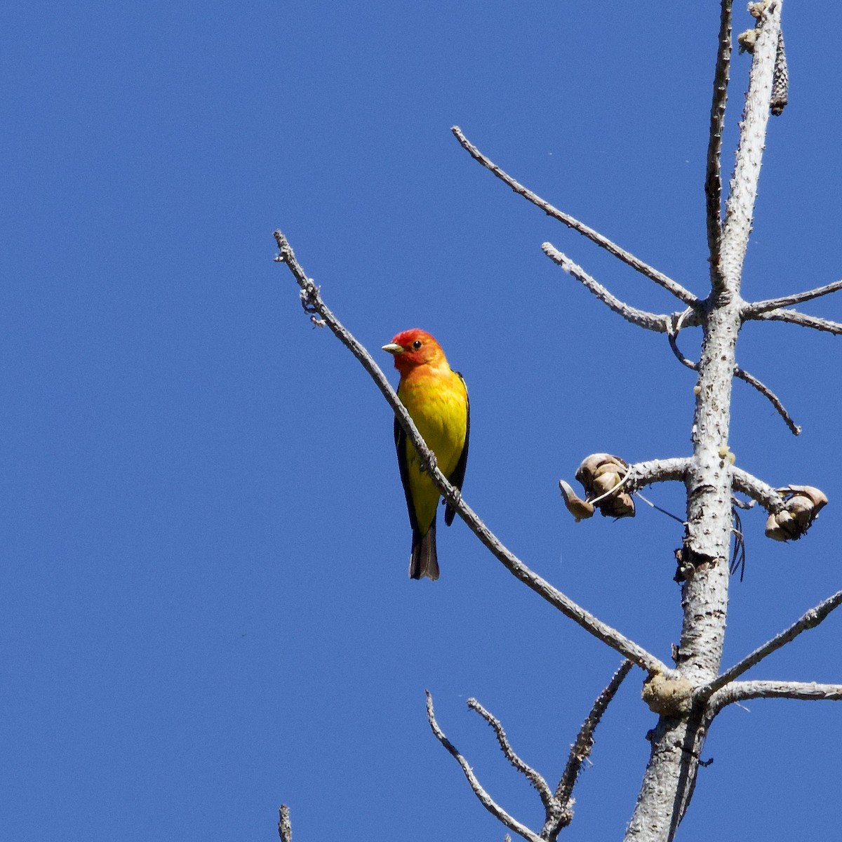 Western Tanager - Colby Baker