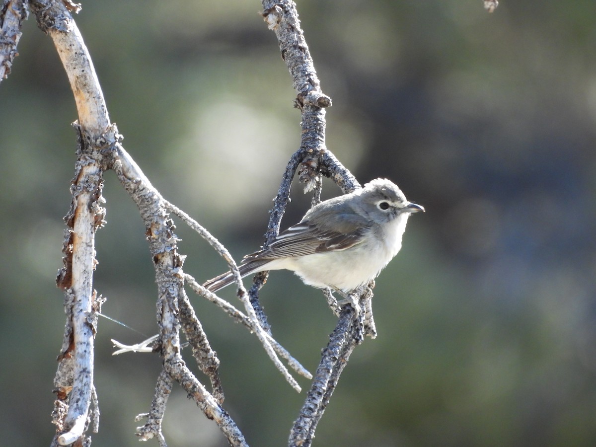 Plumbeous Vireo - Carl Lundblad