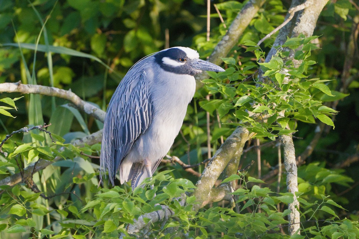 Yellow-crowned Night Heron - Avery C