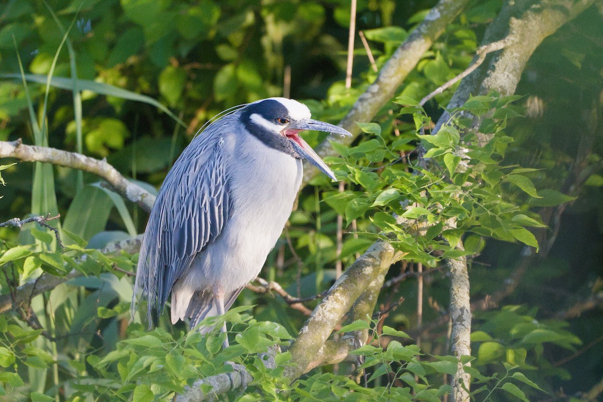 Yellow-crowned Night Heron - Avery C