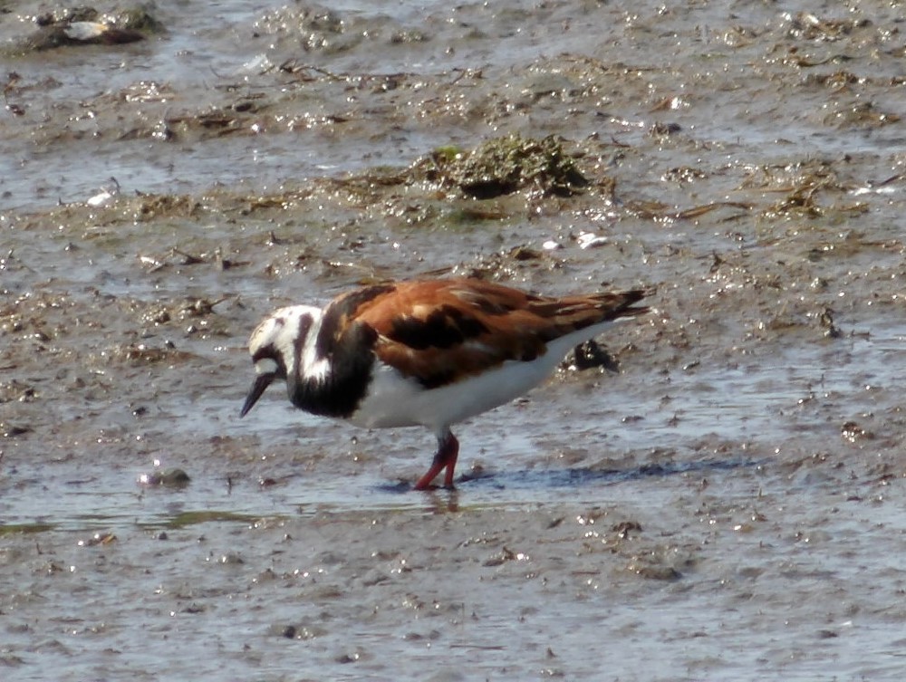 Ruddy Turnstone - Martin Selzer