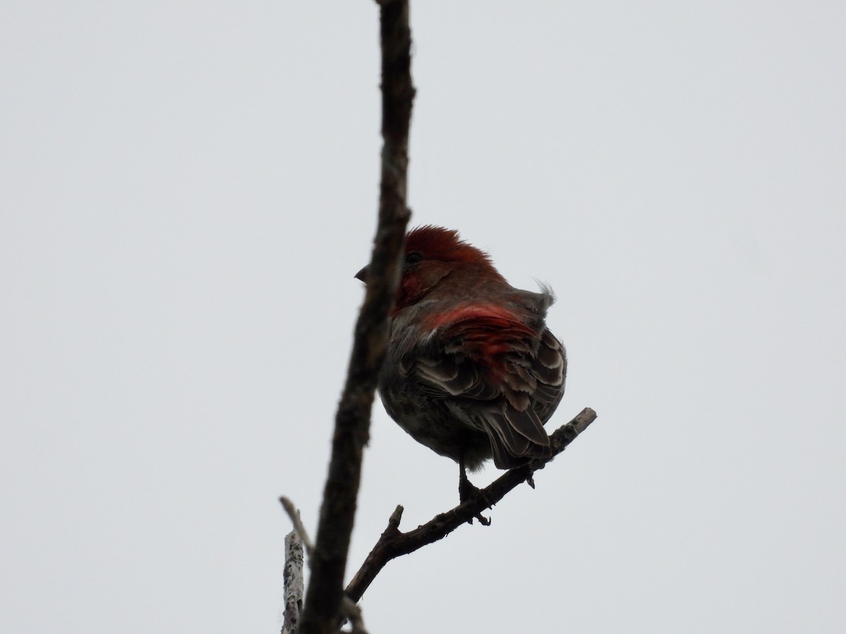 House Finch - Monica Rose