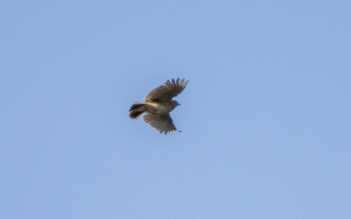 Eurasian Skylark - Jesús Iglesias