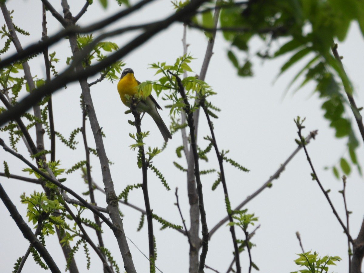 Yellow-breasted Chat - ML619408649