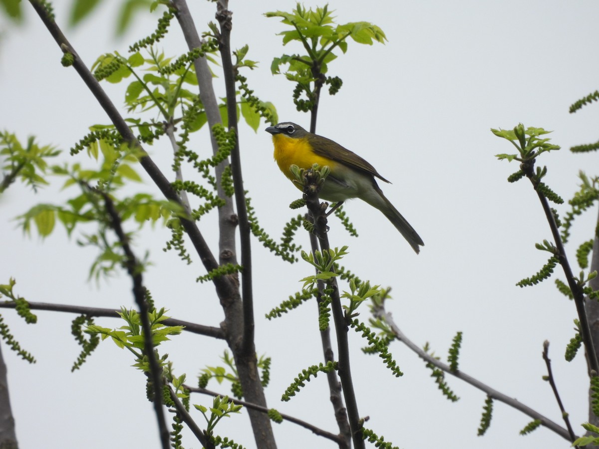 Yellow-breasted Chat - ML619408659
