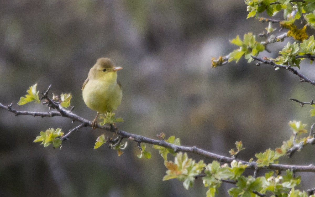 Melodious Warbler - Jesús Iglesias