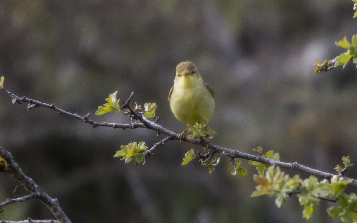 Melodious Warbler - Jesús Iglesias