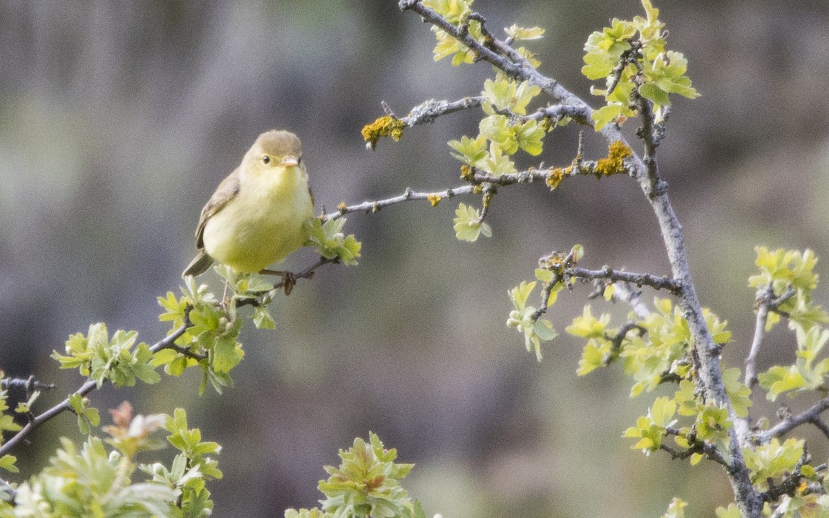 Melodious Warbler - Jesús Iglesias