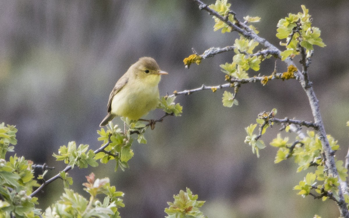 Melodious Warbler - Jesús Iglesias