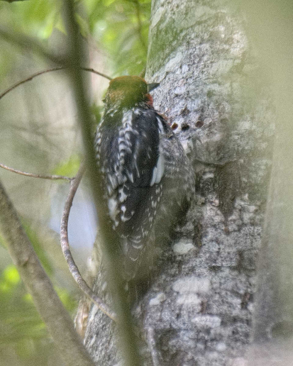 Red-breasted Sapsucker - ML619408672