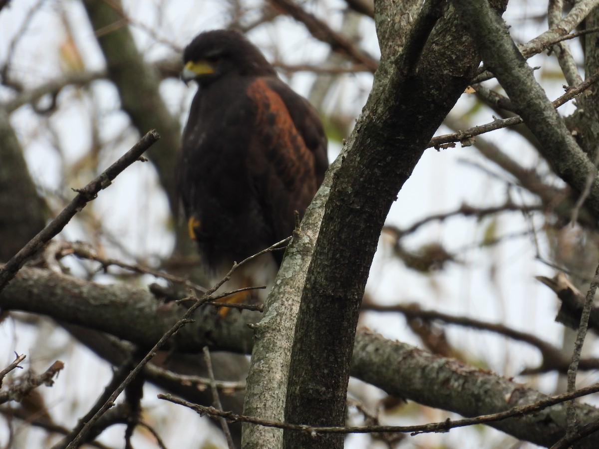 Harris's Hawk - Cecilia Gosso