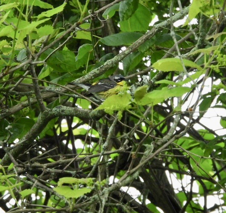 Magnolia Warbler - Beth Lenoble