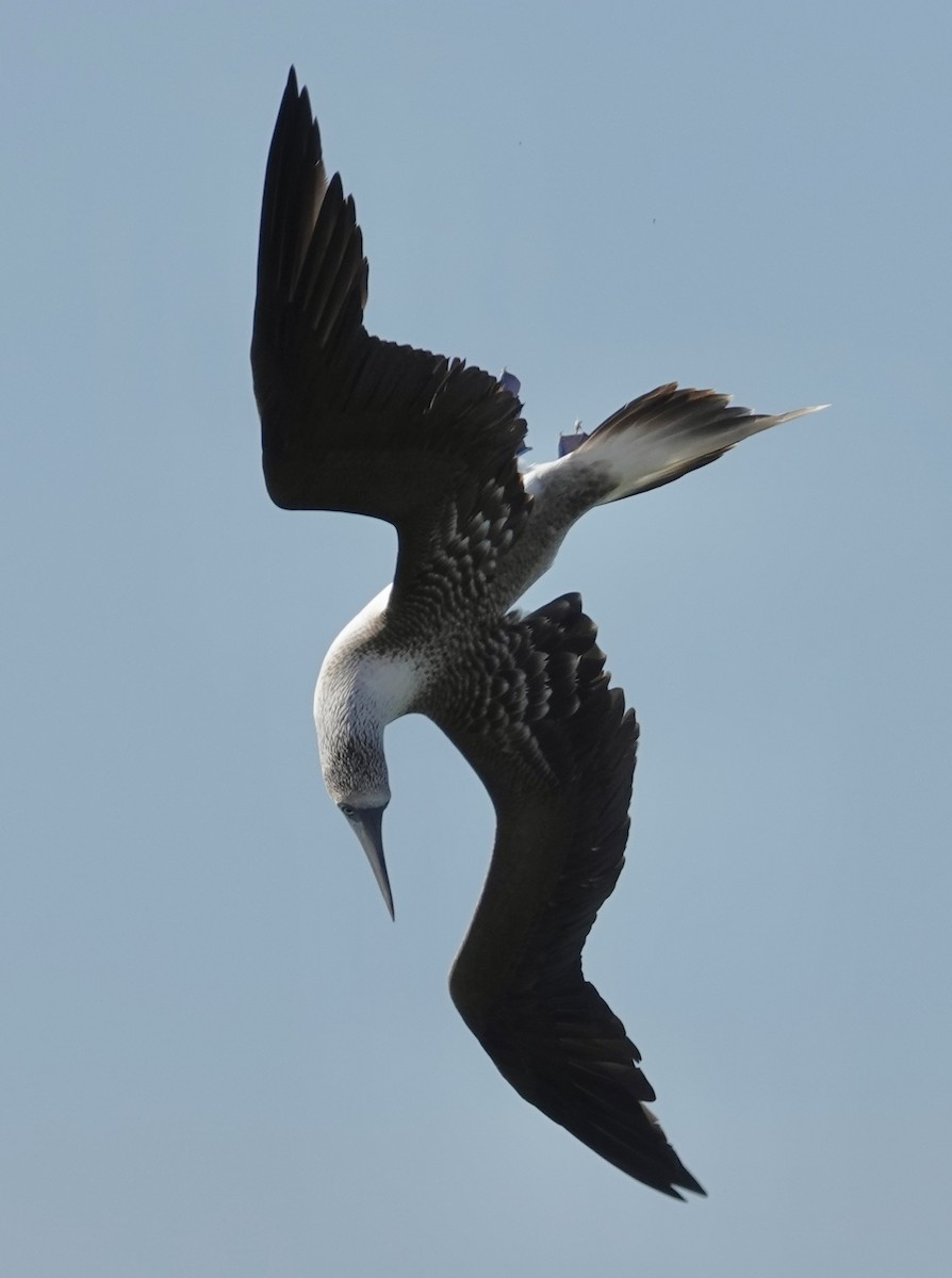 Blue-footed Booby - Eric Hough
