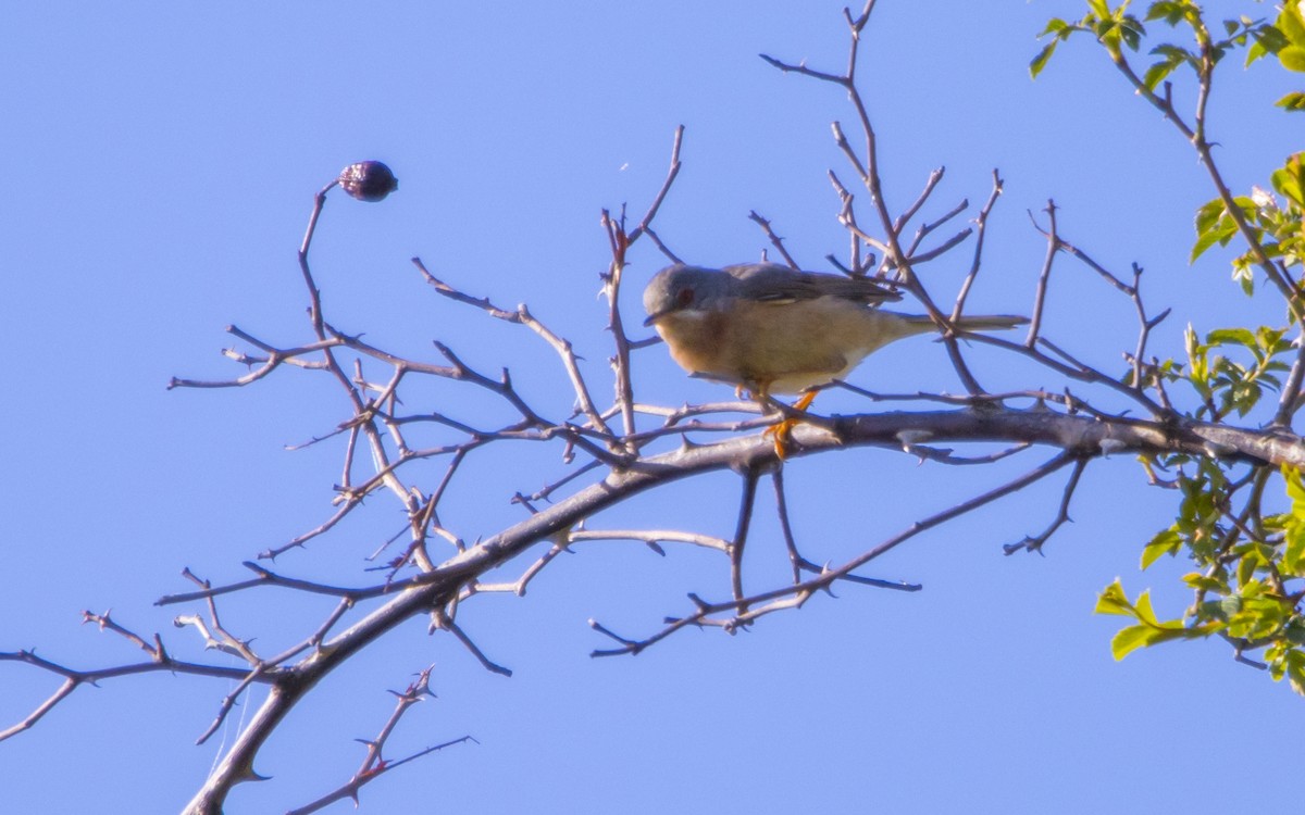 Western Subalpine Warbler - Jesús Iglesias