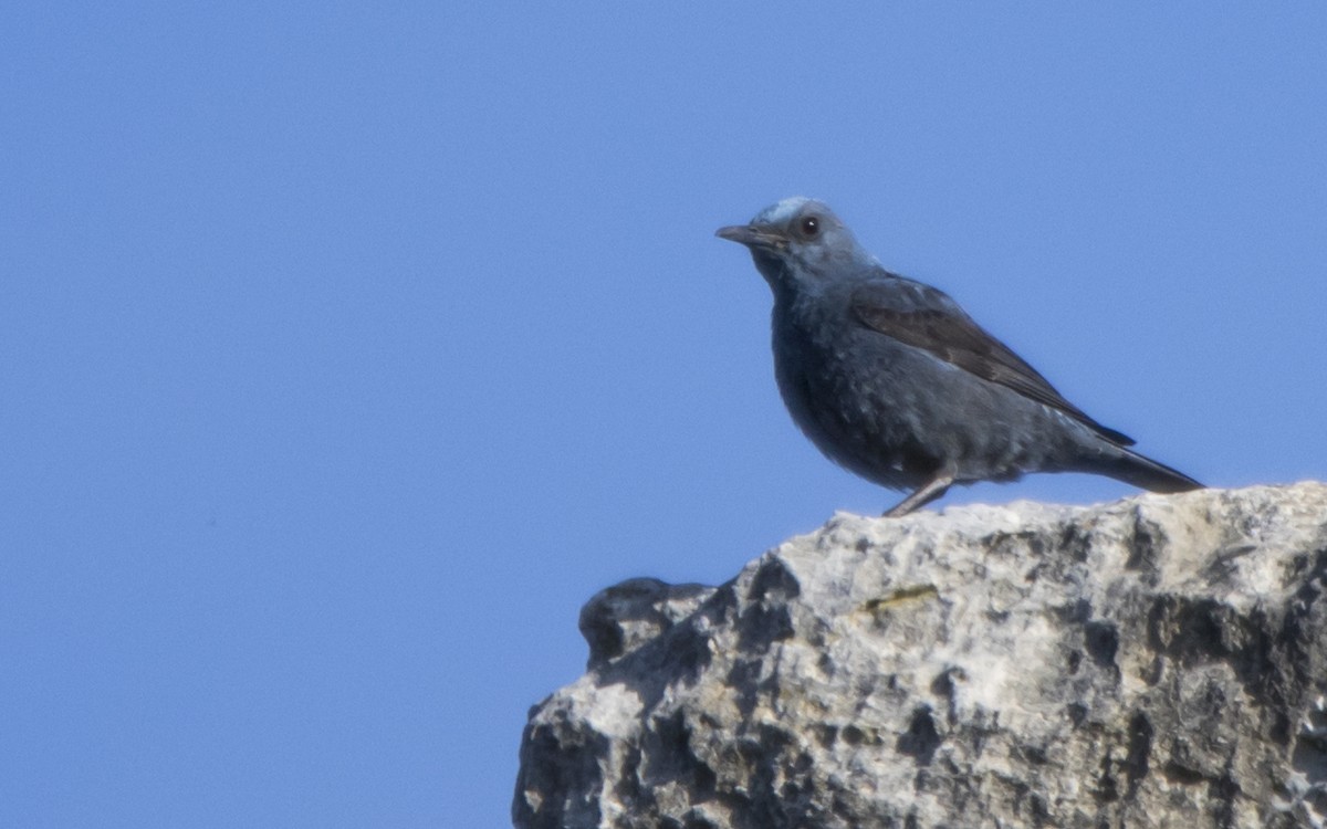 Blue Rock-Thrush - Jesús Iglesias