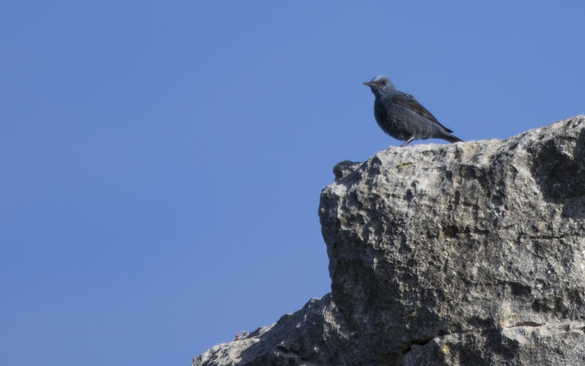 Blue Rock-Thrush - Jesús Iglesias