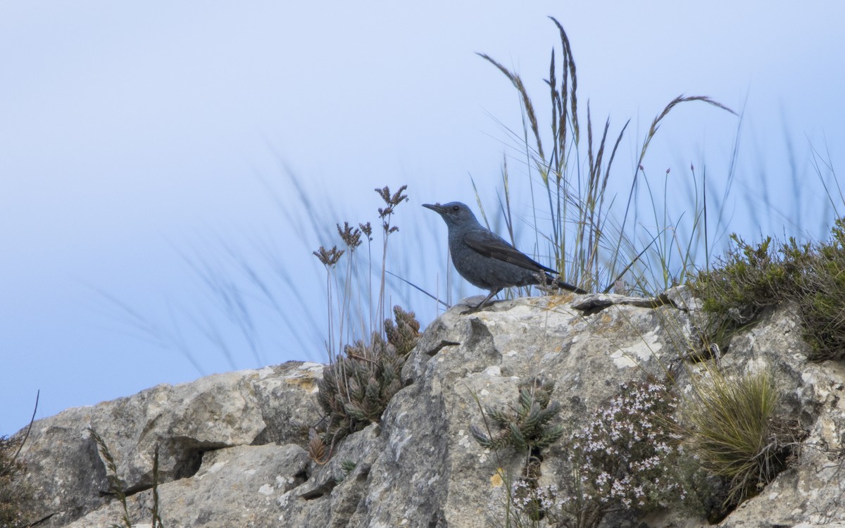 Blue Rock-Thrush - Jesús Iglesias