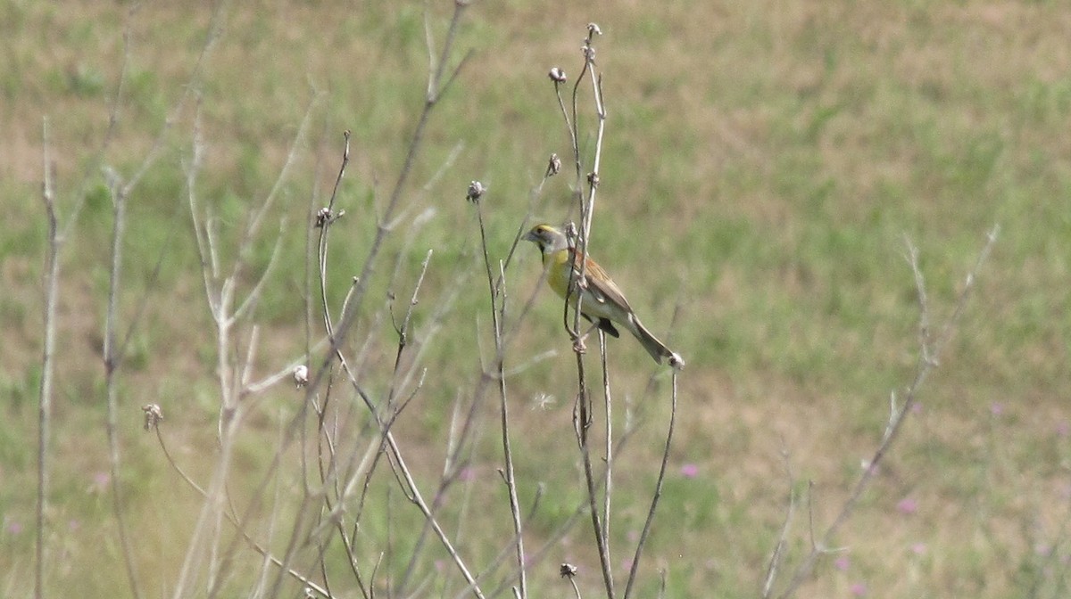 Dickcissel - Sheila Sawyer