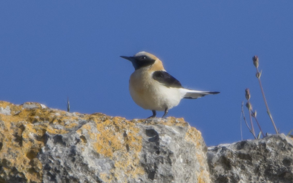 Western Black-eared Wheatear - Jesús Iglesias