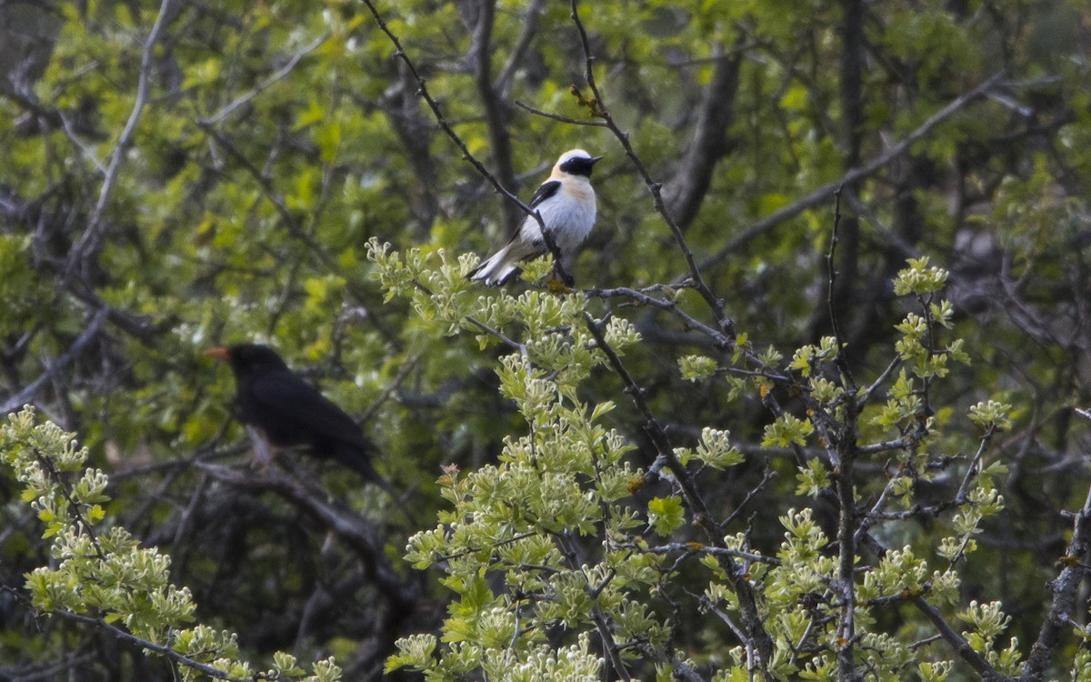 Western Black-eared Wheatear - ML619408727