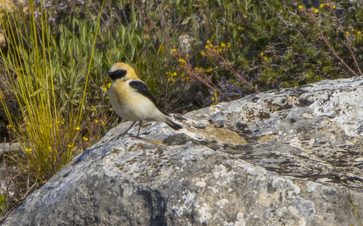 Western Black-eared Wheatear - Jesús Iglesias