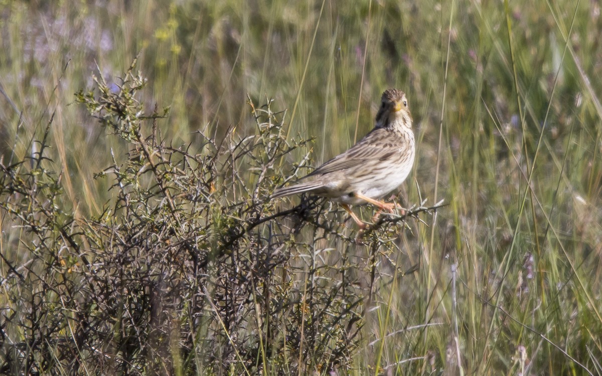 Rock Sparrow - ML619408737