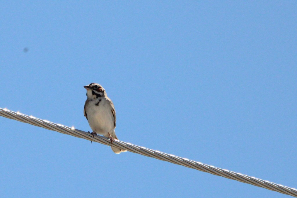 Lark Sparrow - Allan Wylie