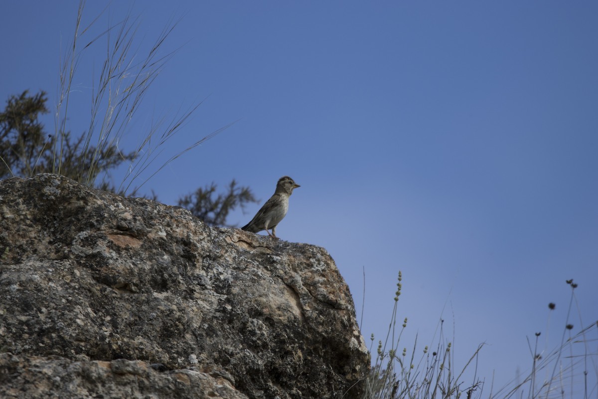 Rock Sparrow - ML619408741