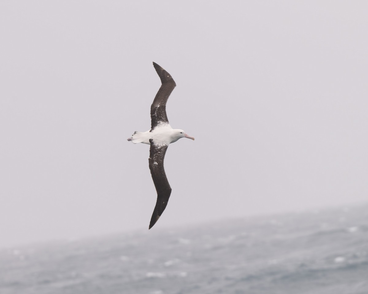 Northern Royal Albatross - Anthony Kaduck