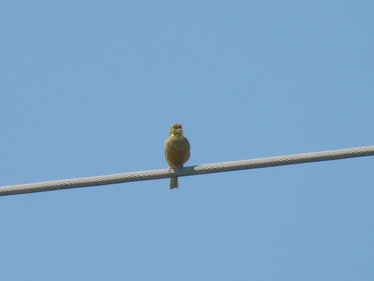 Ortolan Bunting - Luca Margaria