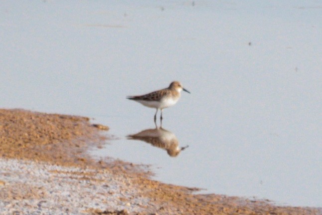 Little Stint - ML619408747