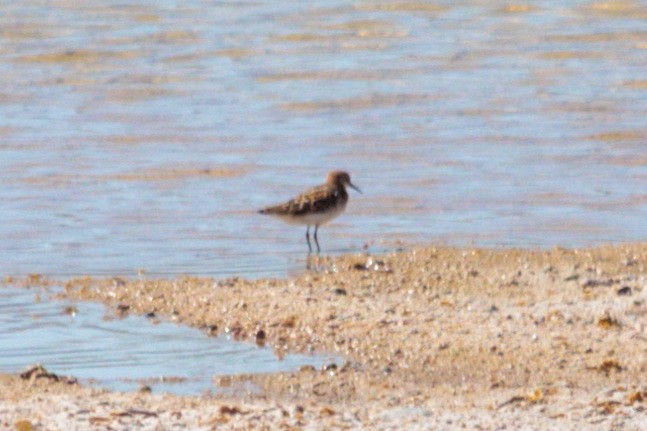 Little Stint - ML619408749