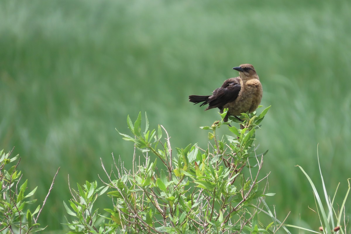 Great-tailed Grackle - David Brinkman