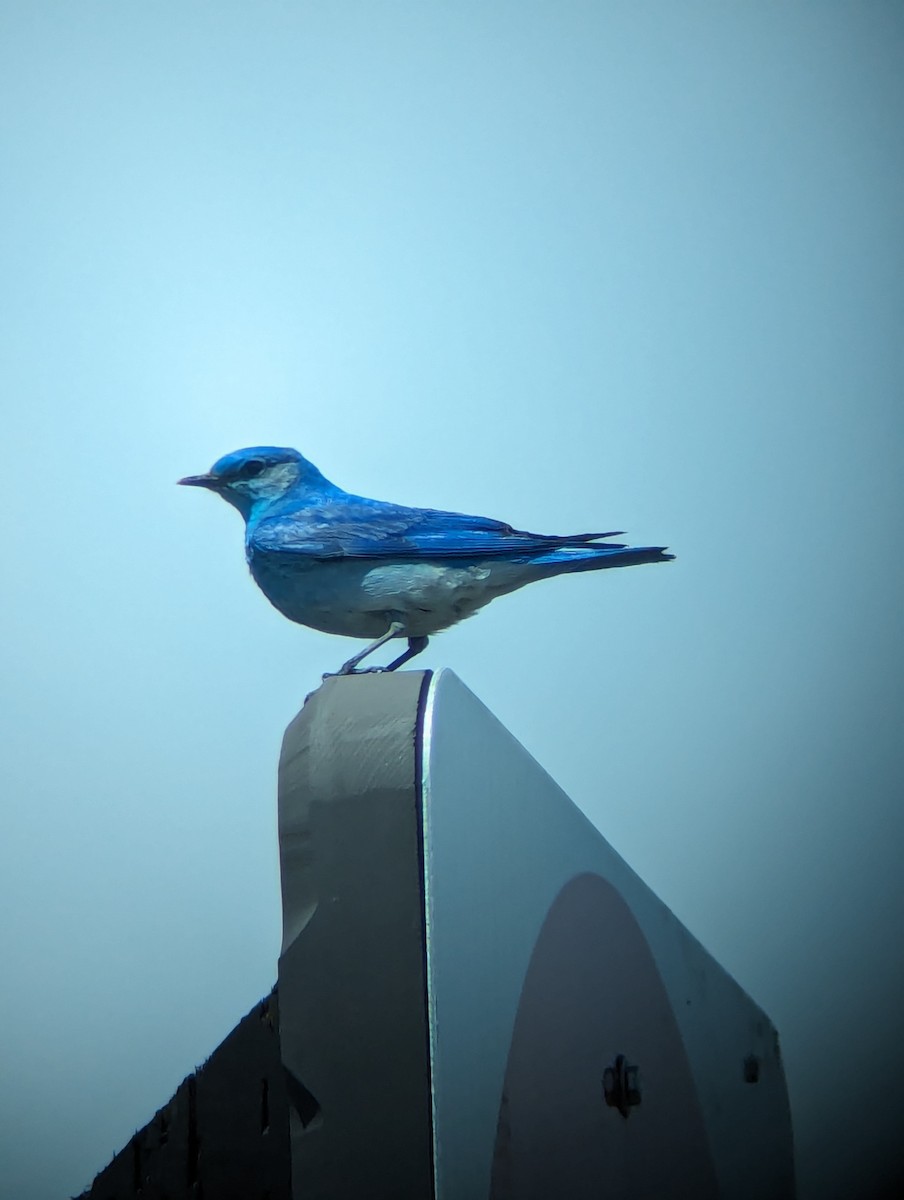 Mountain Bluebird - Jack N