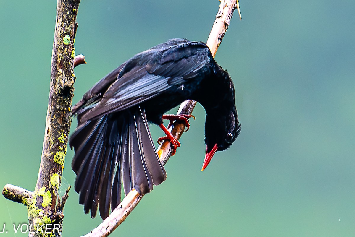 Black Bulbul - Jack Volker