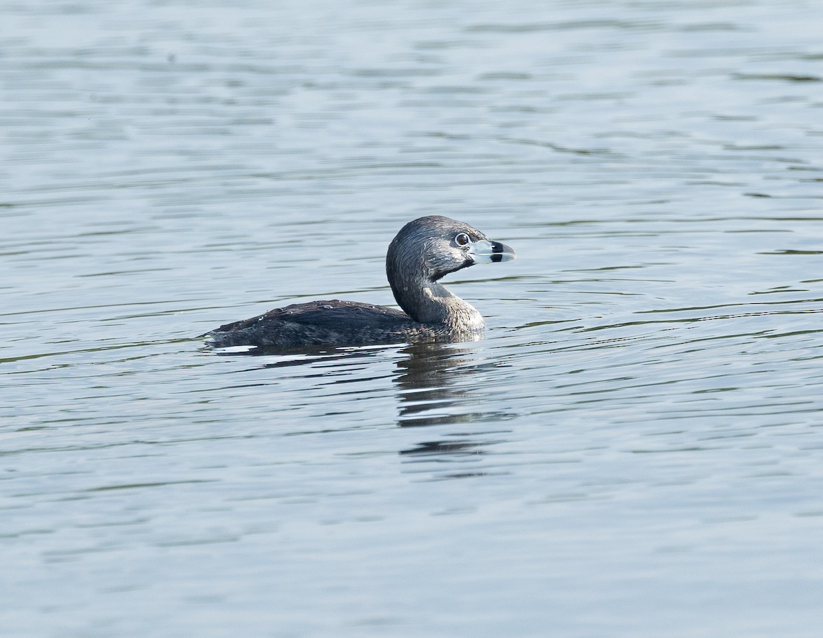 Pied-billed Grebe - Julie Paquette