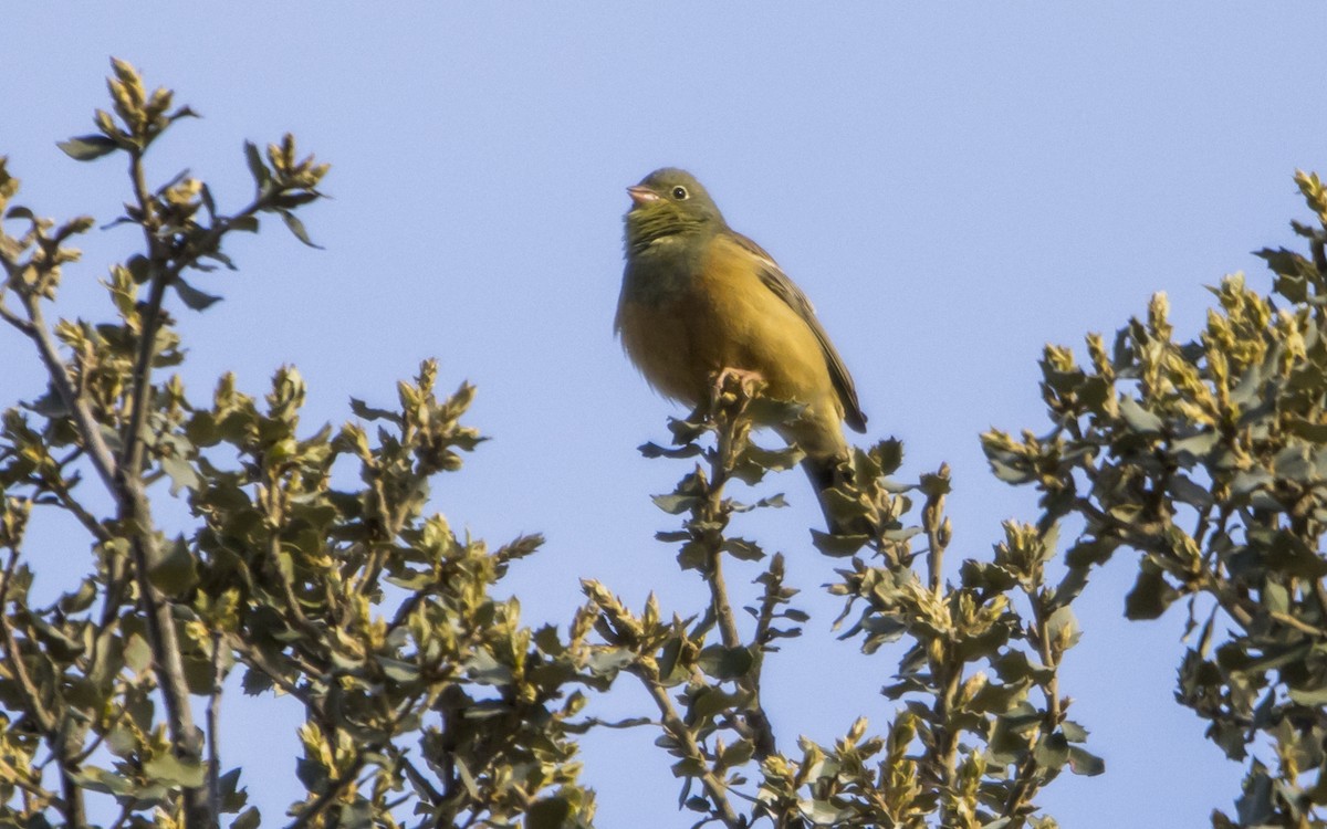 Ortolan Bunting - ML619408777