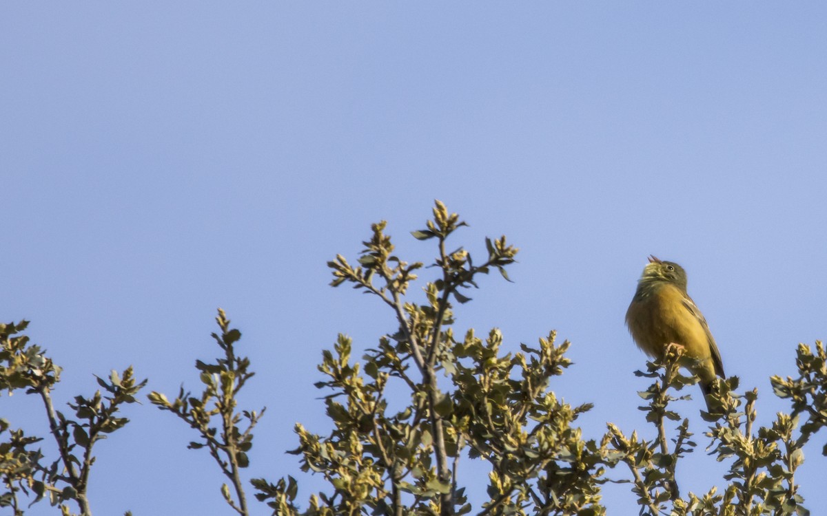 Ortolan Bunting - ML619408781