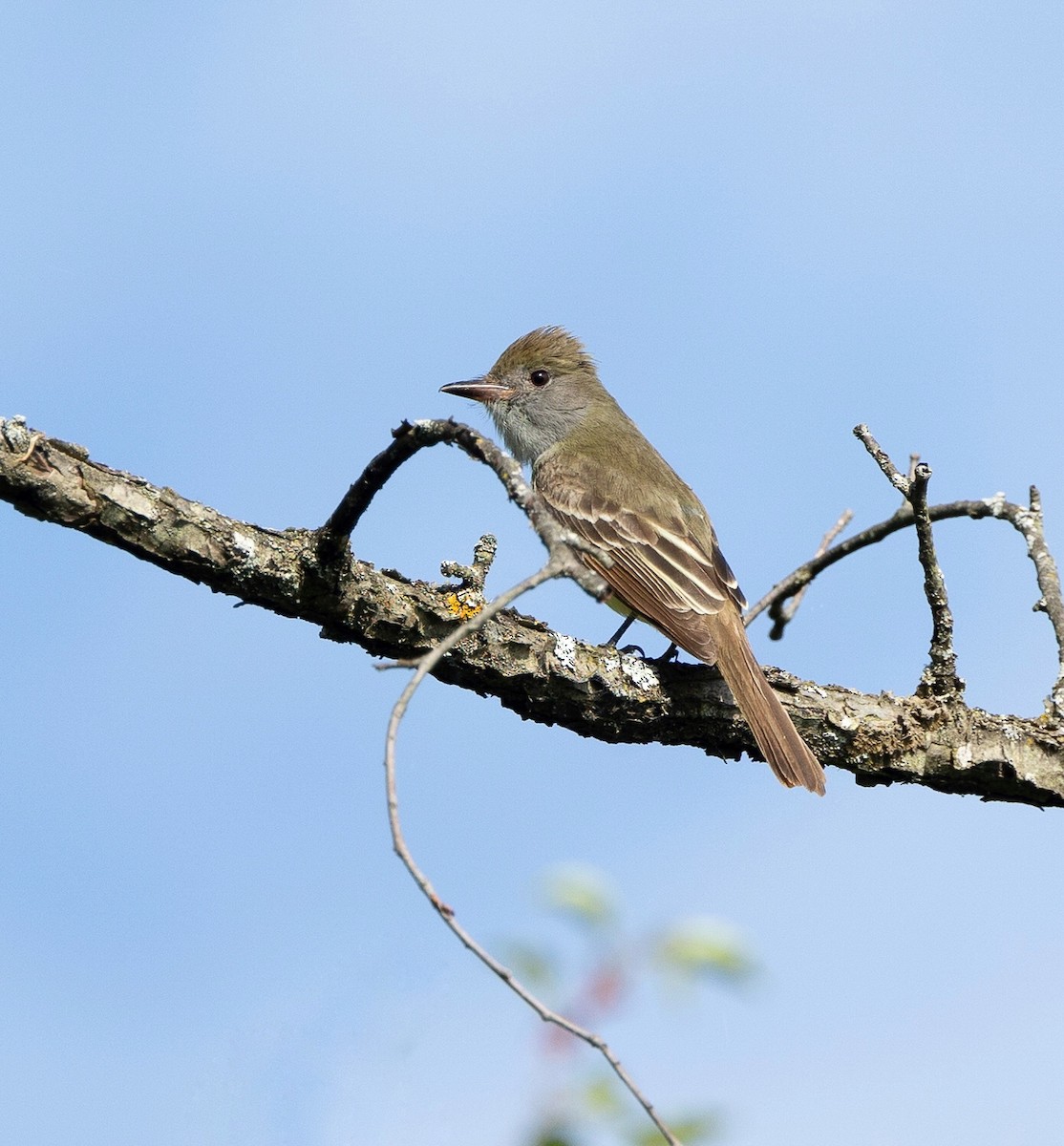 Great Crested Flycatcher - Julie Paquette