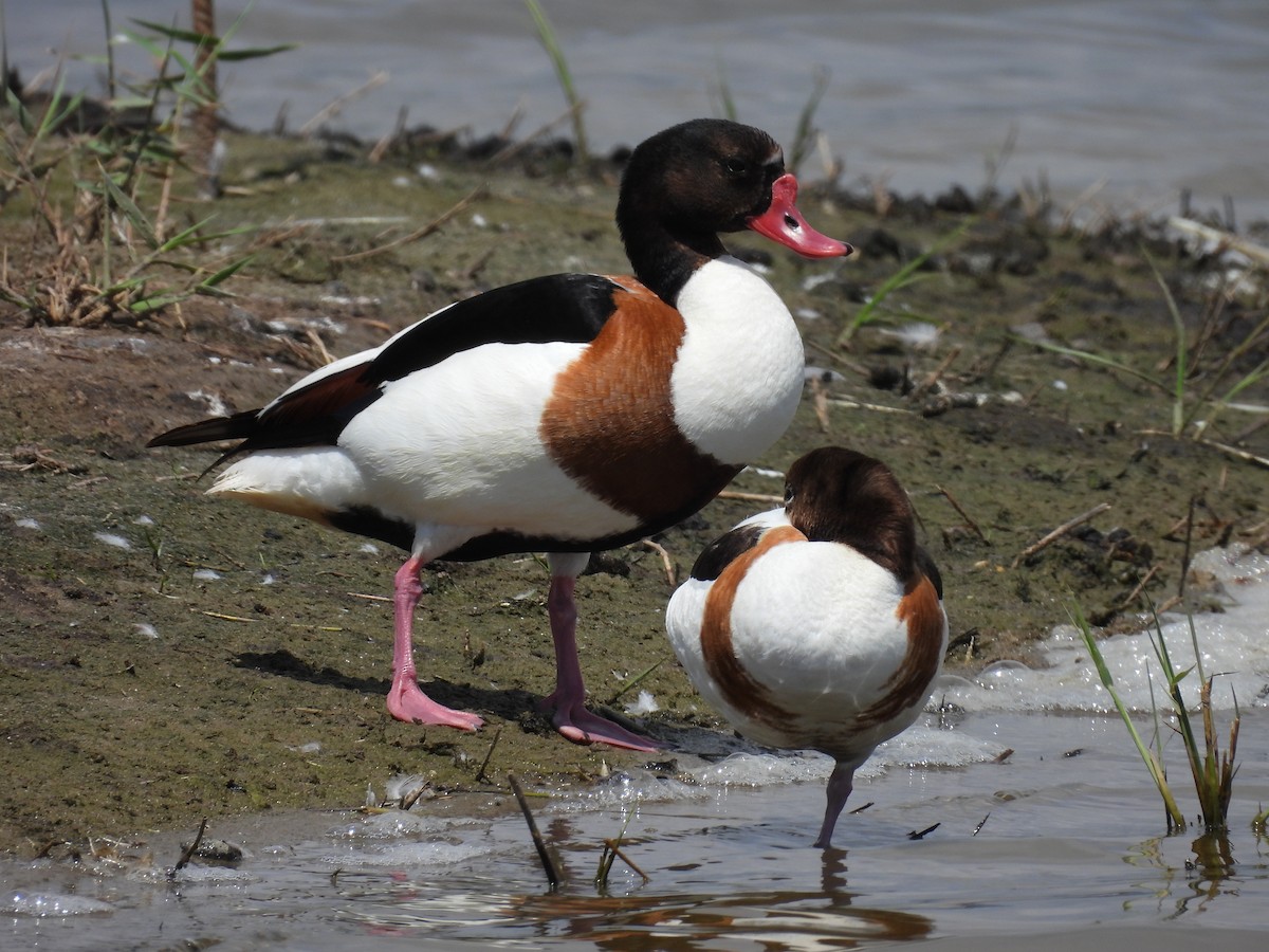 Common Shelduck - ML619408788