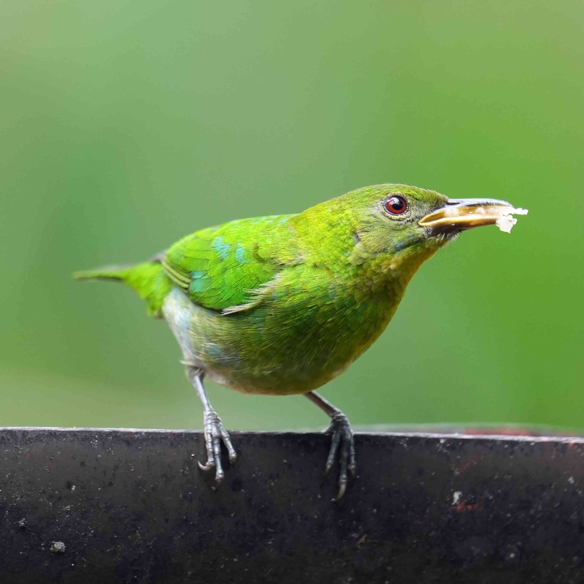 Green Honeycreeper - Basia Kruszewska