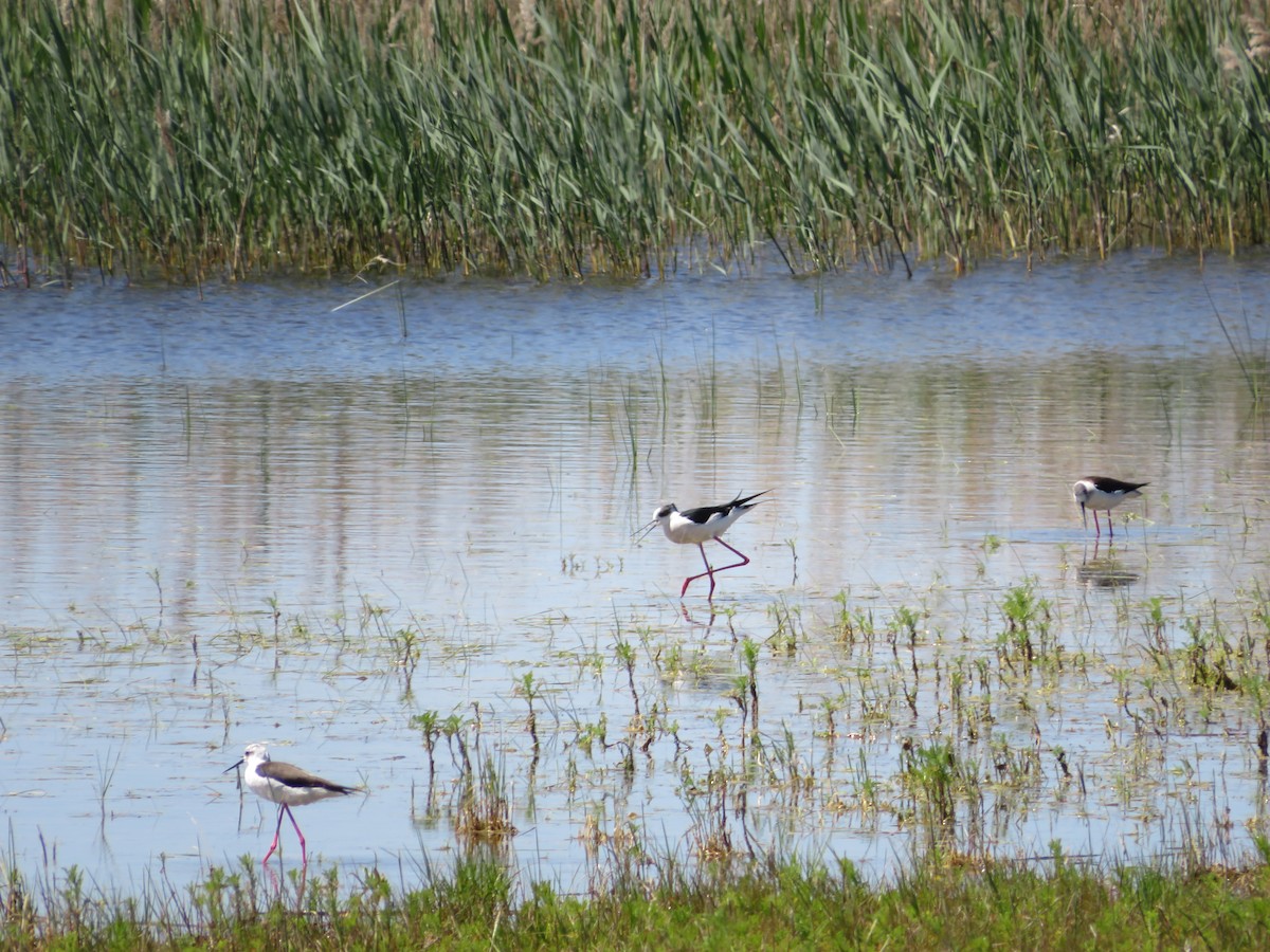 Black-winged Stilt - Samuel de la Calle San José