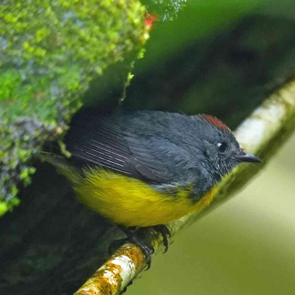 Slate-throated Redstart - ML619408806