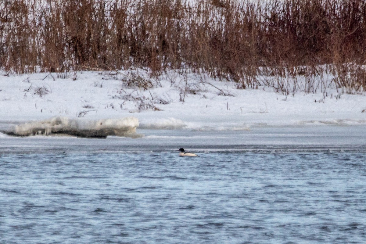 Common Merganser - Marc Boisvert