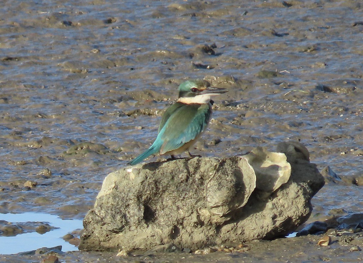 Sacred Kingfisher - Sue Beatty