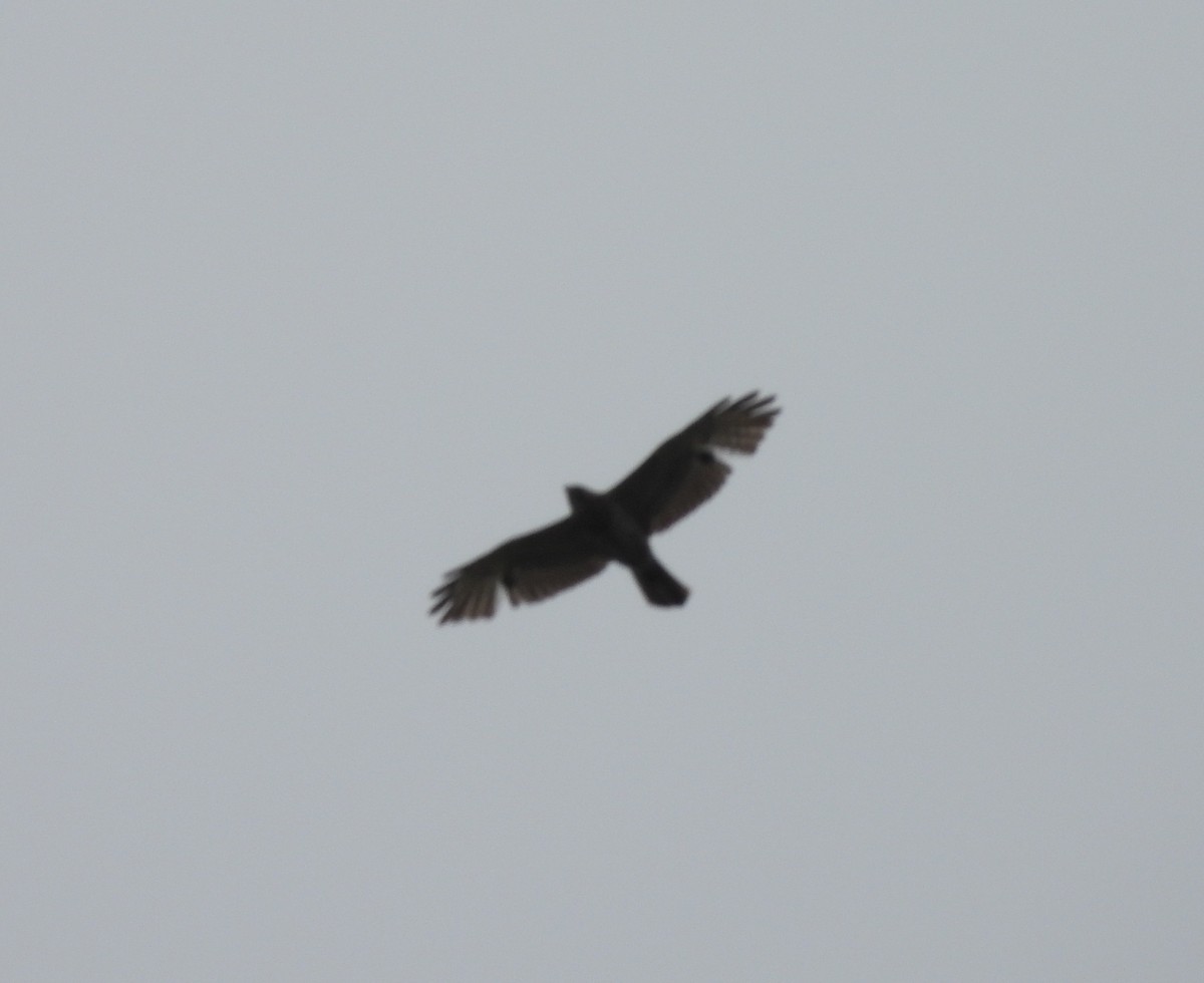 Broad-winged Hawk - Laura Griffin