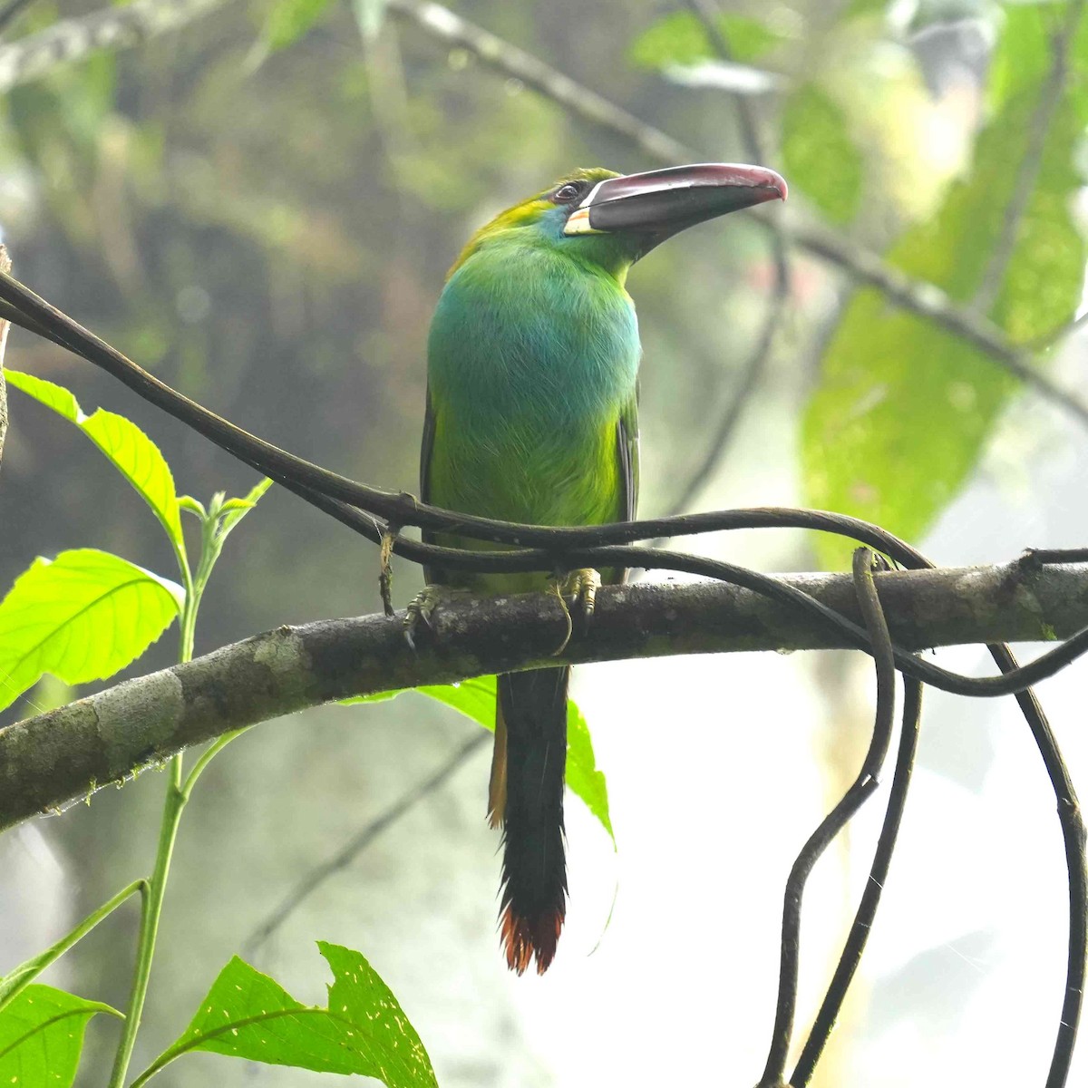 Crimson-rumped Toucanet - ML619408817